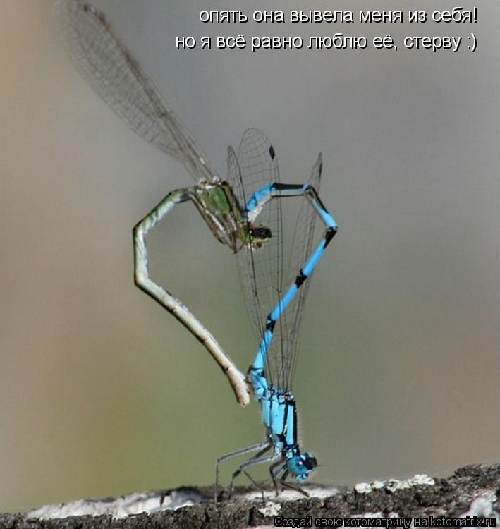 опять она вывела меня из себя! но я всё равно люблю её, стерву :)... Котоматрица: опять она вывела меня из себя! но я всё равно люблю её, стерву :)