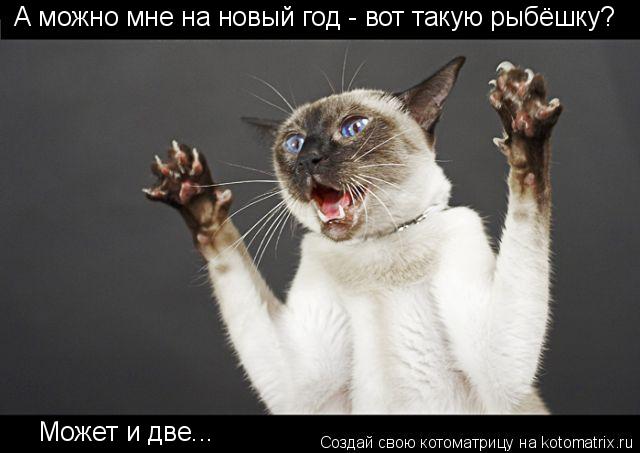 А можно мне на новый год - вот такую рыбёшку? Может и две...... Котоматрица: А можно мне на новый год - вот такую рыбёшку? Может и две...