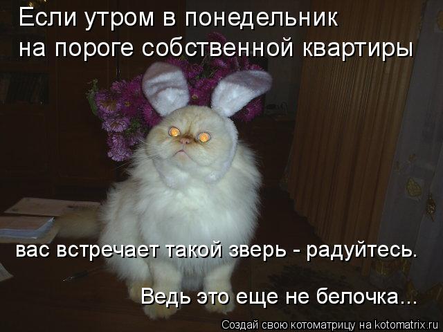 Если утром в понедельник на пороге собственной квартиры вас встречает такой зверь - радуйтесь. Ведь ... Котоматрица: Если утром в понедельник на пороге собственной квартиры вас встречает такой зверь - радуйтесь. Ведь это еще не белочка...