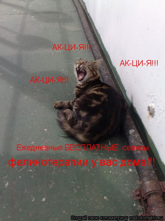 АК-ЦИ-Я!!! АК-ЦИ-Я!!! АК-ЦИ-Я!!! Ежедневные БЕСПЛАТНЫЕ сеансы фелинотерапии у вас дома!!!... Котоматрица: АК-ЦИ-Я!!! АК-ЦИ-Я!!! АК-ЦИ-Я!!! Ежедневные БЕСПЛАТНЫЕ сеансы фелинотерапии у вас дома!!!