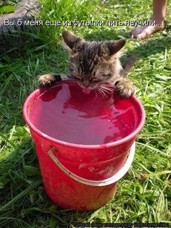 Вы б меня еще из бутылки пить научили...... Котоматрица: Вы б меня еще из бутылки пить научили...