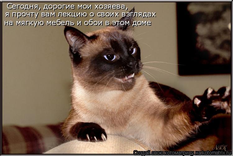 Сегодня, дорогие мои хозяева, я прочту вам лекцию о свох пристрастиях в мягкой мебели Сегодня, дороги... Котоматрица: Сегодня, дорогие мои хозяева, я прочту вам лекцию о свох пристрастиях в мягкой мебели Сегодня, дорогие мои хозяева, я прочту вам лекцию о сво