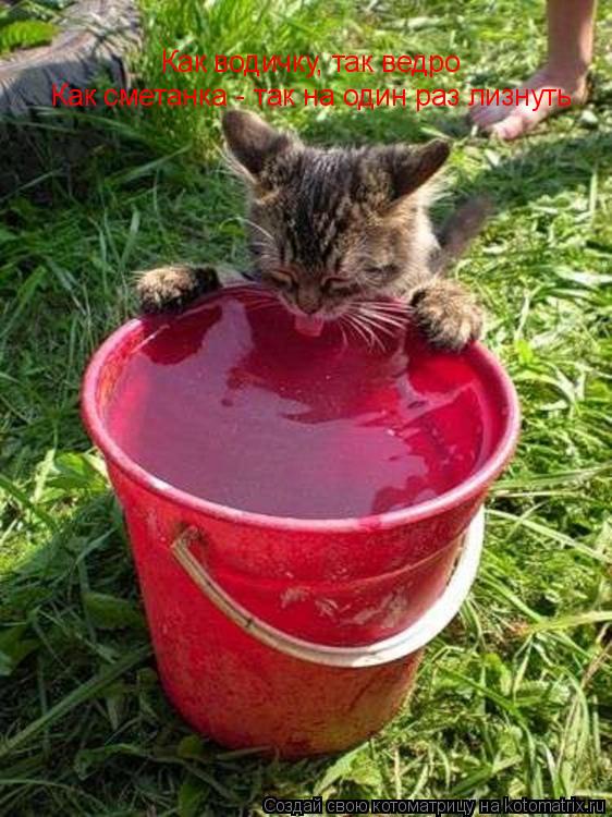 Как водичку, так ведро Как сметанка - так на один раз лизнуть... Котоматрица: Как водичку, так ведро Как сметанка - так на один раз лизнуть
