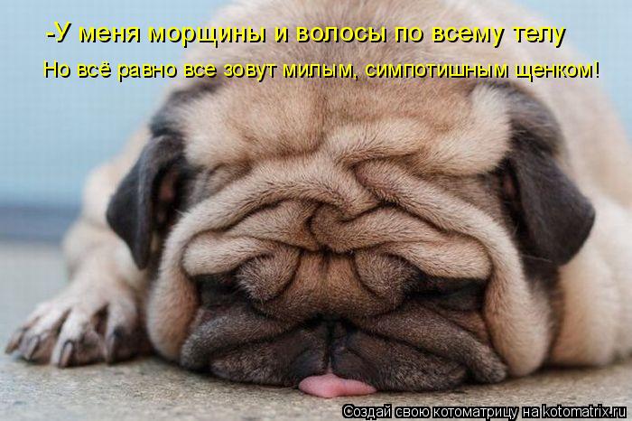 -У меня морщины и волосы по всему телу Но всё равно все зовут милым, симпотишным щенком!... Котоматрица: -У меня морщины и волосы по всему телу Но всё равно все зовут милым, симпотишным щенком!