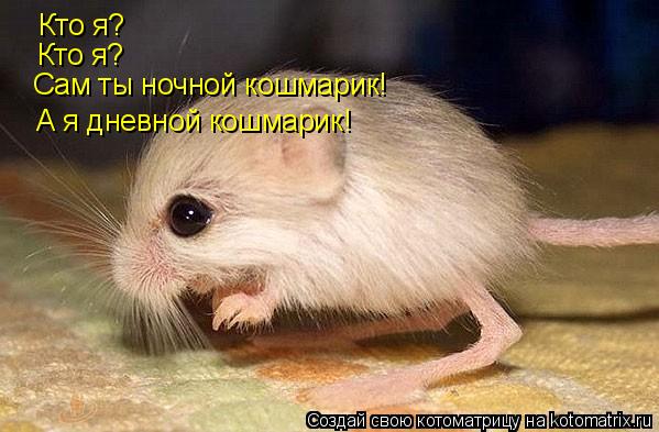 Кто я? Кто я? Кто я? Сам ты ночной кошмарик! А я дневной кошмарик!... Котоматрица: Кто я? Кто я? Кто я? Сам ты ночной кошмарик! А я дневной кошмарик!