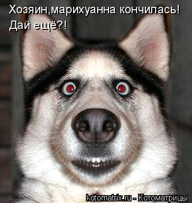 Хозяин,марихуанна кончилась! Дай ещё?!... Котоматрица: Хозяин,марихуанна кончилась! Дай ещё?!