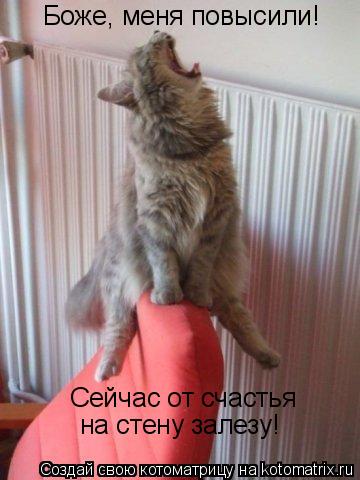 Боже, меня повысили! Сейчас от счастья на стену залезу!... Котоматрица: Боже, меня повысили! Сейчас от счастья на стену залезу!