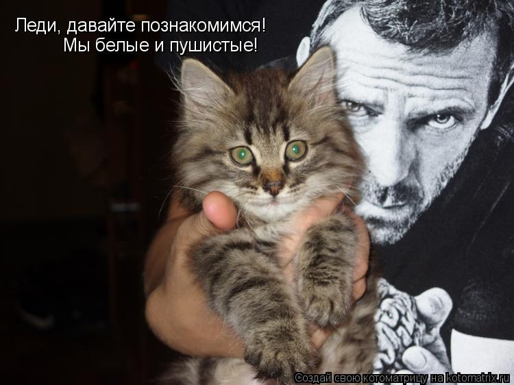 Леди, давайте познакомимся! Мы белые и пушистые!... Котоматрица: Леди, давайте познакомимся! Мы белые и пушистые!