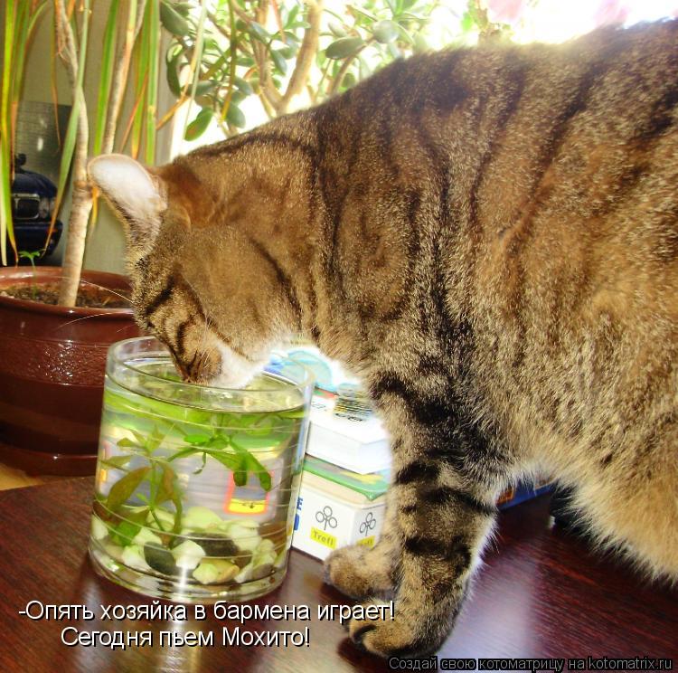 -Опять хозяйка в бармена играет! Сегодня пьем Мохито!... Котоматрица: -Опять хозяйка в бармена играет! Сегодня пьем Мохито!