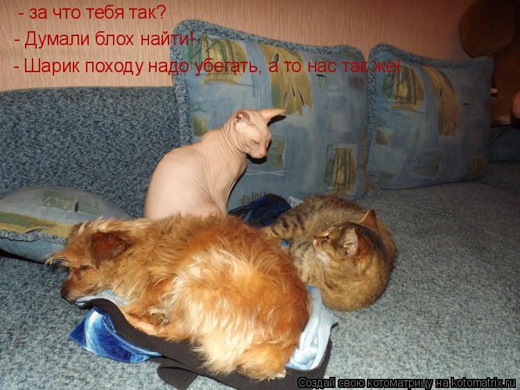 - за что тебя так? - Думали блох найти! - Шарик походу надо убегать, а то нас так же!... Котоматрица: - за что тебя так? - Думали блох найти! - Шарик походу надо убегать, а то нас так же!