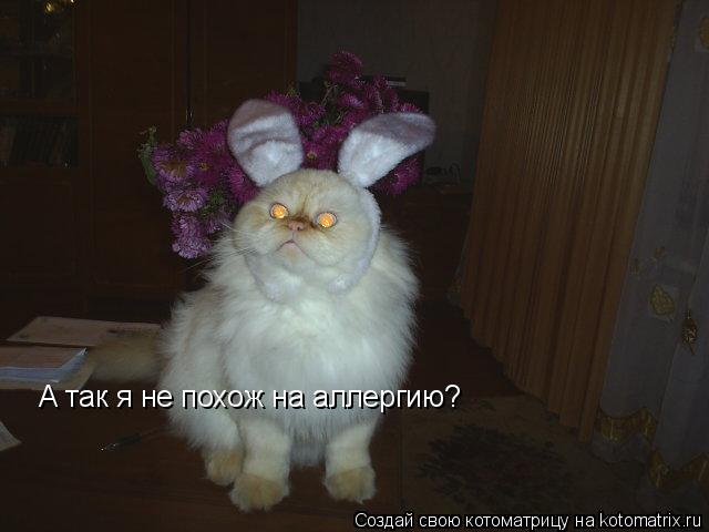 Котоматрица: А так я не похож на аллергию?