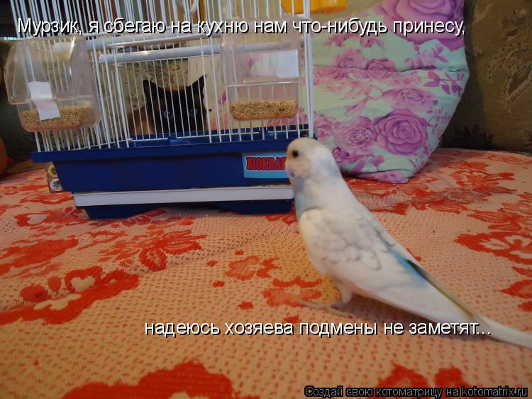 Котоматрица: Мурзик, я сбегаю на кухню нам что-нибудь принесу,  надеюсь хозяева подмены не заметят...