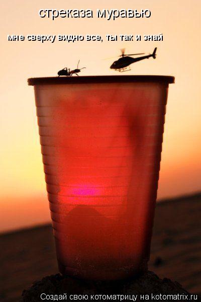 Котоматрица: стреказа муравью мне сверху видно все, ты так и знай