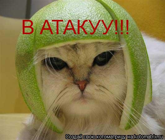 Котоматрица: В АТАКУУ!!!