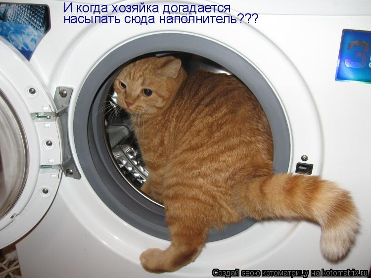 Котоматрица: И когда хозяйка догадается  насыпать сюда наполнитель???