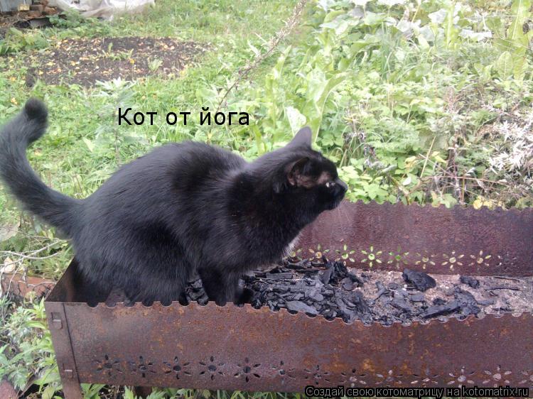 Котоматрица: Кот от йога
