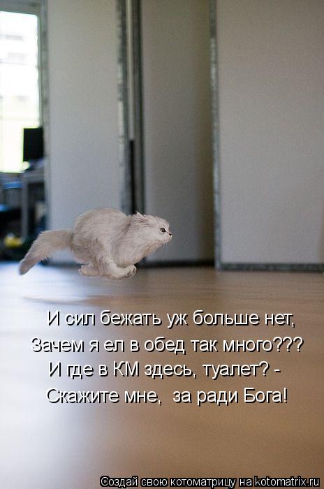 И сил бежать уж больше нет, Зачем я ел в обед так много??? И где в КМ здесь, туалет? - Скажите мне, ... Котоматрица: И сил бежать уж больше нет, Зачем я ел в обед так много??? И где в КМ здесь, туалет? - Скажите мне, за ради Бога!