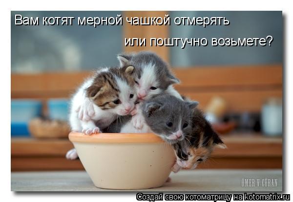 Вам котят мерной чашкой отмерять или поштучно возьмете?... Котоматрица: Вам котят мерной чашкой отмерять или поштучно возьмете?