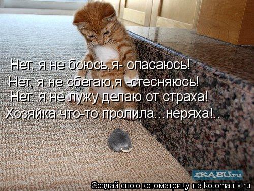 Нет, я не боюсь,я- опасаюсь! Нет, я не сбегаю,я -стесняюсь! Нет, я не лужу делаю от страха! Хозяйка ч... Котоматрица: Нет, я не боюсь,я- опасаюсь! Нет, я не сбегаю,я -стесняюсь! Нет, я не лужу делаю от страха! Хозяйка что-то пролила...неряха!..