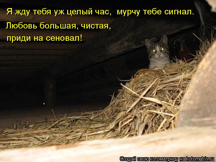 Любовь большая, чистая, приди на сеновал! Я жду тебя уж целый час, мурчу тебе сигнал.... Котоматрица: Любовь большая, чистая, приди на сеновал! Я жду тебя уж целый час, мурчу тебе сигнал.