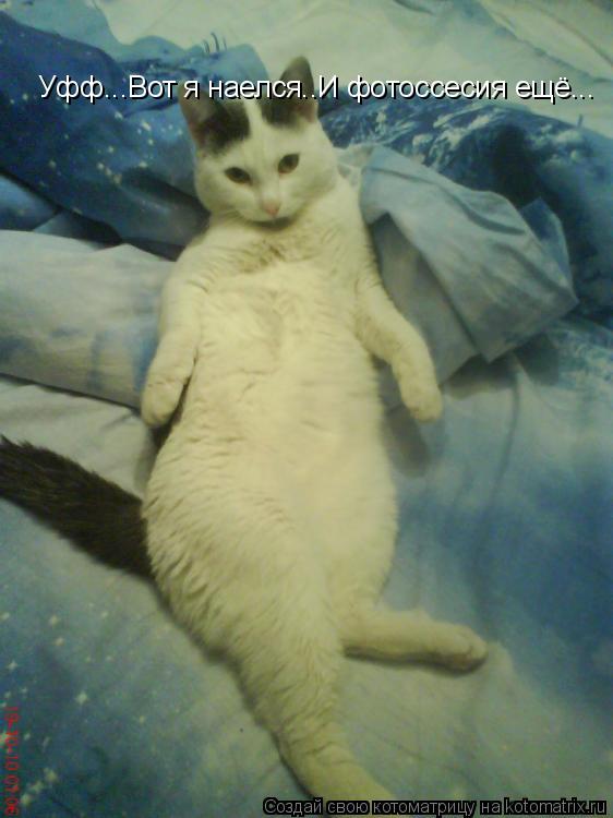 Котоматрица: Уфф...Вот я наелся..И фотоссесия ещё...