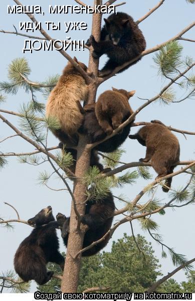 маша, миленькая, иди ты уже ДОМОЙ!!!... Котоматрица: маша, миленькая, иди ты уже ДОМОЙ!!!