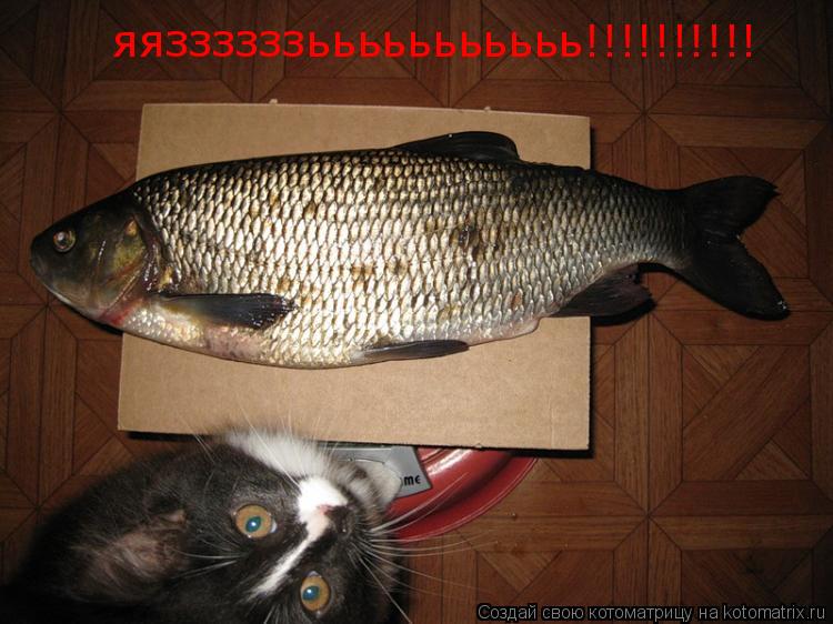 Котоматрица: яяззззззььььььььььь!!!!!!!!!!