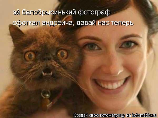 Котоматрица: эй белобрысинький фотограф сфоткал андреича, давай нас теперь