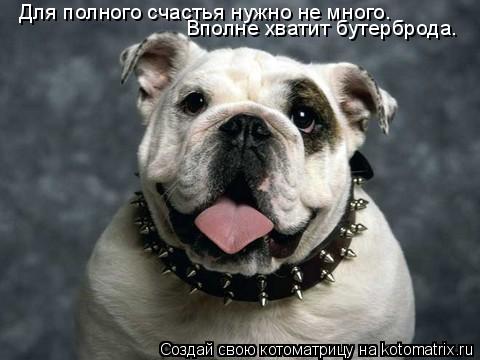 Котоматрица: Для полного счастья нужно не много. Вполне хватит бутерброда.