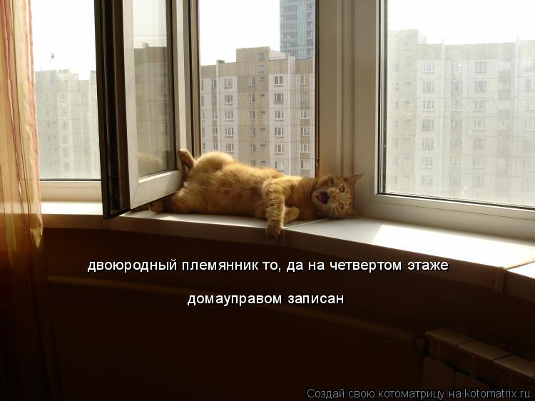 Котоматрица: двоюродный племянник то, да на четвертом этаже домауправом записан