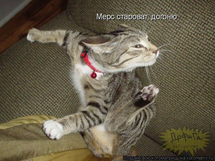Котоматрица: Мерс староват, догоню