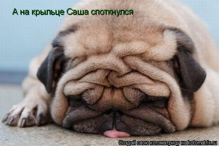 Котоматрица: А на крыльце Саша споткнулся