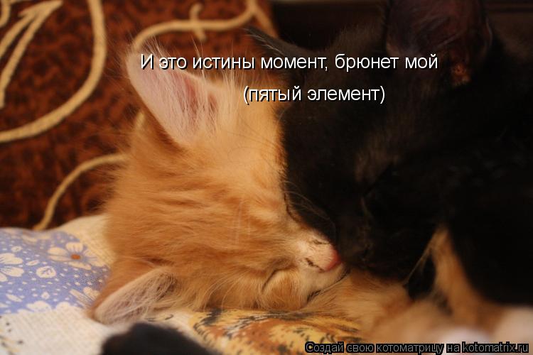 И это истины момент, брюнет мой (пятый элемент)... Котоматрица: И это истины момент, брюнет мой (пятый элемент)