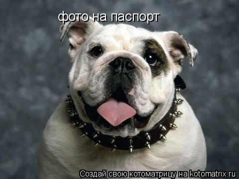фото на паспорт... Котоматрица: фото на паспорт