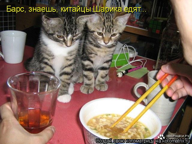 Барс, знаешь, китайцы Шарика едят...... Котоматрица: Барс, знаешь, китайцы Шарика едят...