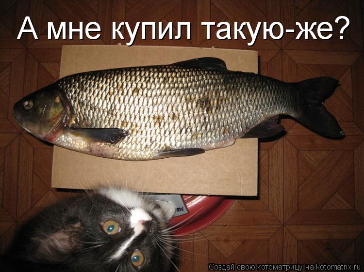 А мне купил такую-же?... Котоматрица: А мне купил такую-же?