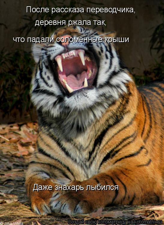 После рассказа переводчика, деревня ржала так, что падали соломенные крыши Даже знахарь лыбился... Котоматрица: После рассказа переводчика, деревня ржала так, что падали соломенные крыши Даже знахарь лыбился