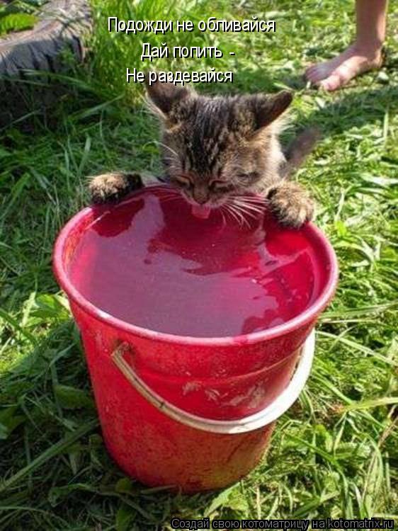 Подожди не обливайся Дай попить - Не раздевайся... Котоматрица: Подожди не обливайся Дай попить - Не раздевайся