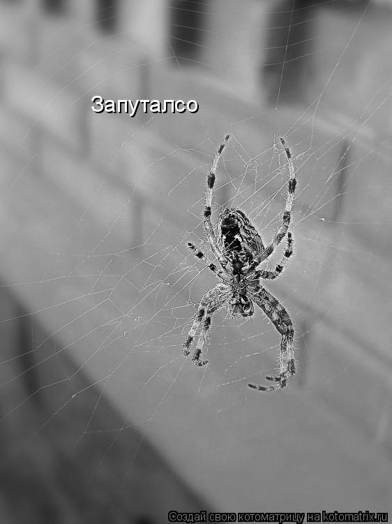 Запуталсо... Котоматрица: Запуталсо