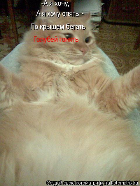 -А я хочу, А я хочу опять - По крышем бегать Голубей гонять... Котоматрица: -А я хочу, А я хочу опять - По крышем бегать Голубей гонять