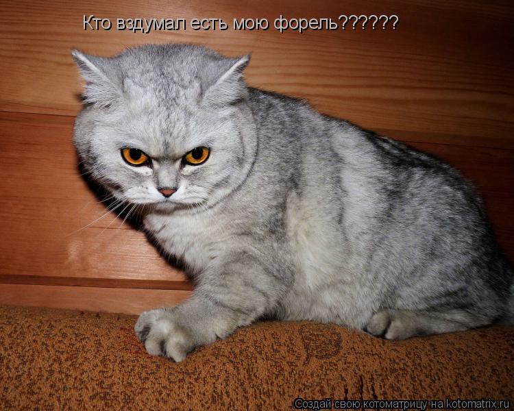 Кто вздумал есть мою форель??????... Котоматрица: Кто вздумал есть мою форель??????
