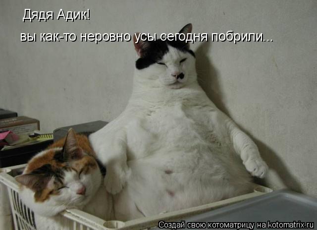 Дядя Адик! вы как-то неровно усы сегодня побрили...... Котоматрица: Дядя Адик! вы как-то неровно усы сегодня побрили...
