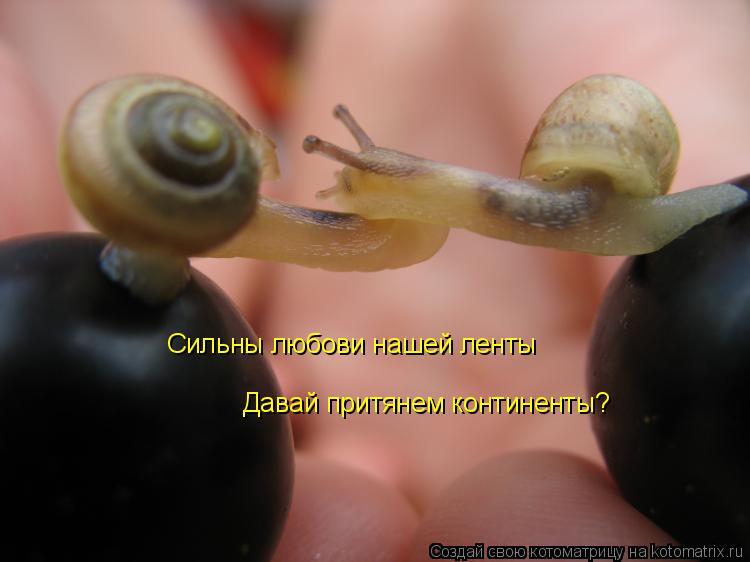 Котоматрица: Сильны любови нашей ленты Давай притянем континенты?