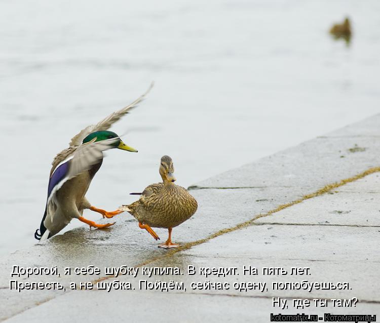 Котоматрица: Прелесть, а не шубка. Пойдём, сейчас одену, полюбуешься. Ну, где ты там? Дорогой, я себе шубку купила. В кредит. На пять лет.