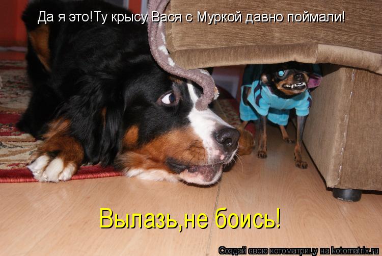 Котоматрица: Вылазь,не боись! Да я это!Ту крысу Вася с Муркой давно поймали!