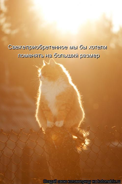 Котоматрица: Свежеприобретенное мы бы хотели поменять на больший размер