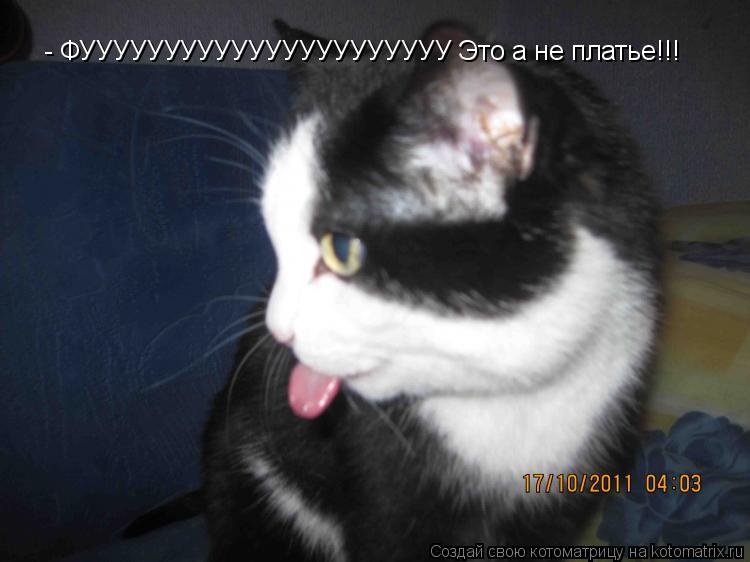 Котоматрица: - ФУУУУУУУУУУУУУУУУУУУУУУ Это а не платье!!!