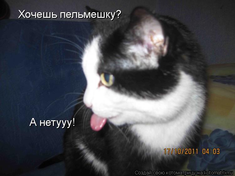 Котоматрица: Хочешь пельмешку? А нетууу!