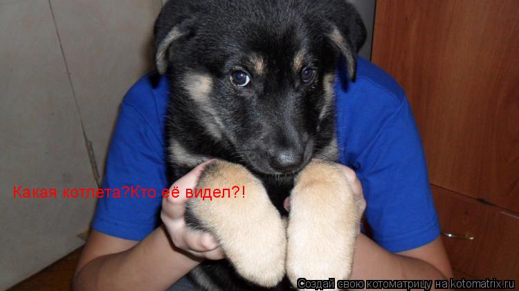 Котоматрица: Какая котлета?Кто её видел?!  Какая котлета?Кто её видел?!