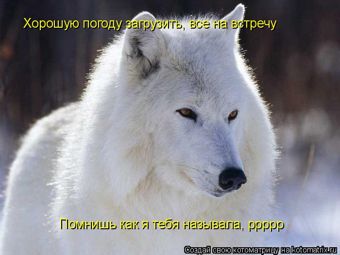 Котоматрица: Хорошую погоду загрузить, все на встречу Помнишь как я тебя называла, ррррр